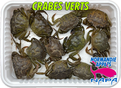appat-crabe-vert-normandie-appats