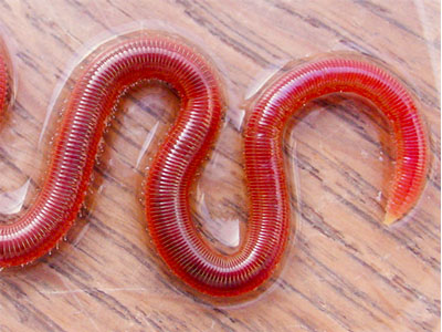 Leurres Vers De Terre En Silicone Réalistes - Pour Pêche - Environ 9 Cm - Marron - Appâts Artificiels Résistants