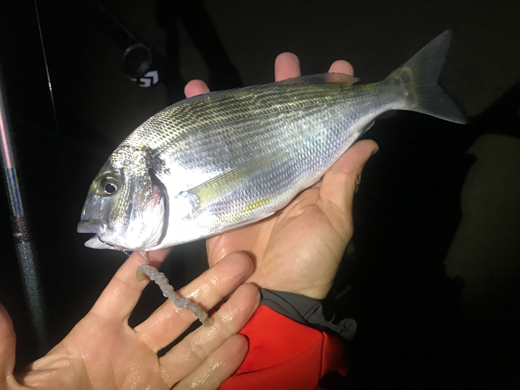 Appât de PECHE pour GROS POISSON ? ( Episode 3 Port Massaluca Espagne ) 