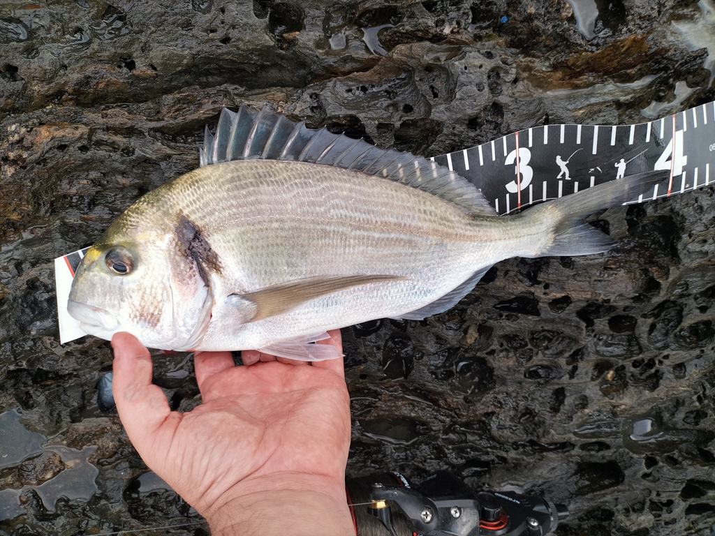 Pêche des poissons de roche - Normandie Appâts