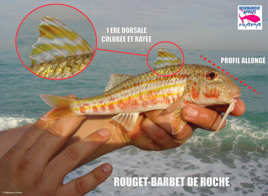 Pêche des poissons de roche - Normandie Appâts