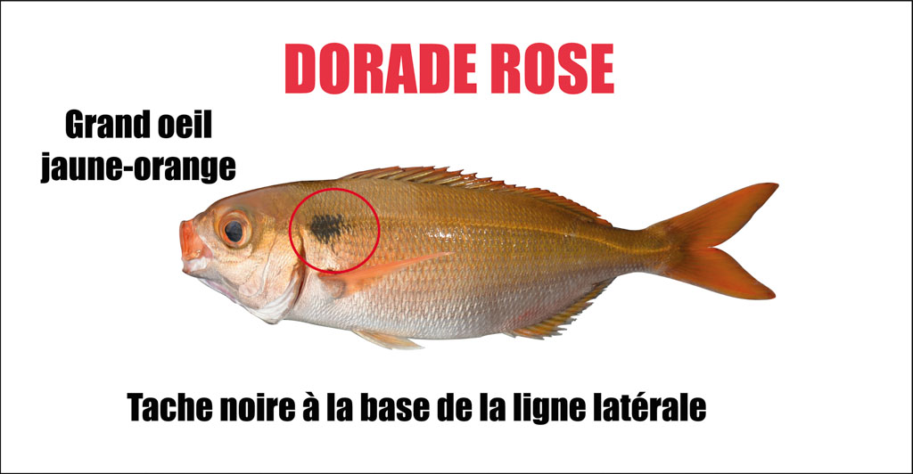 Dorade rose