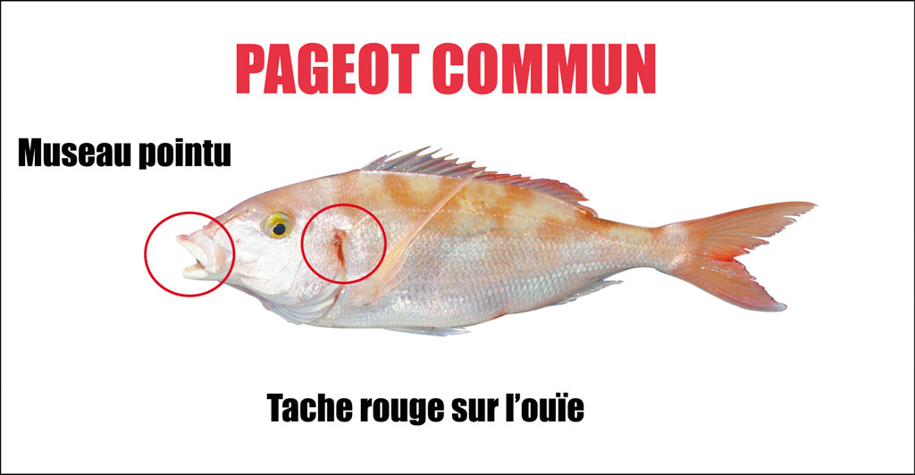 Pageot commun