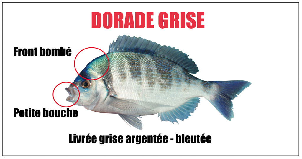 Dorade grise
