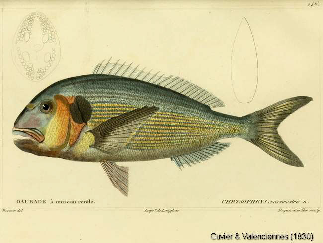 Daurade royale