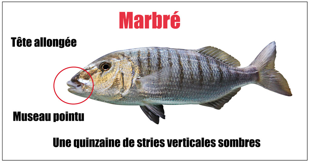 Marbré