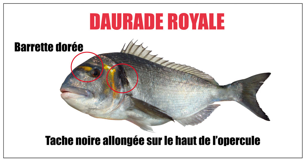 Daurade royale