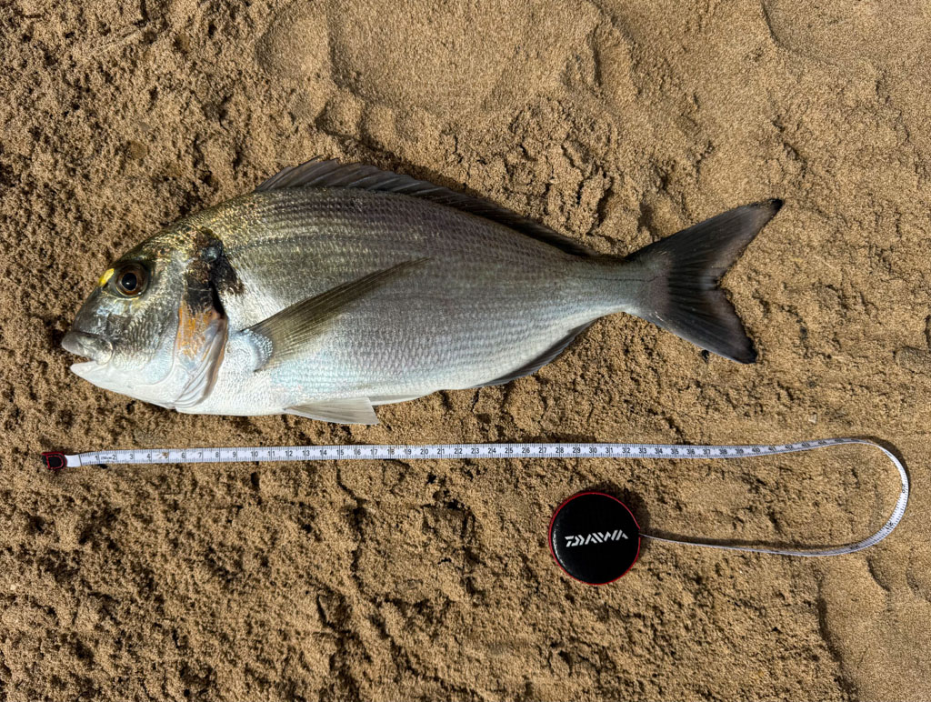 Mesure de la daurade royale de 42 cm