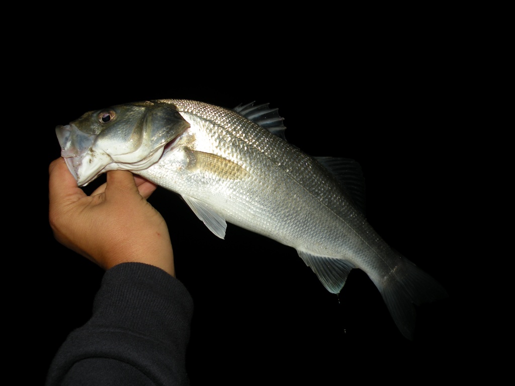 Canne à pêche spéciale bar/loup