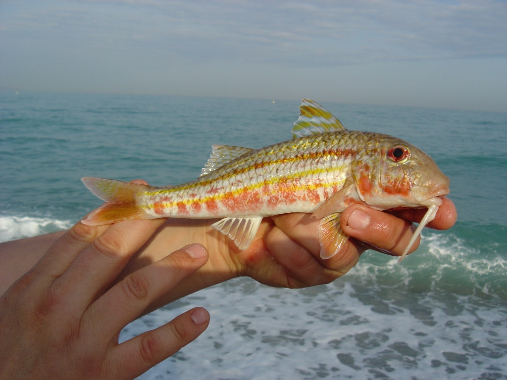 P che Du Rouget barbet Normandie App ts