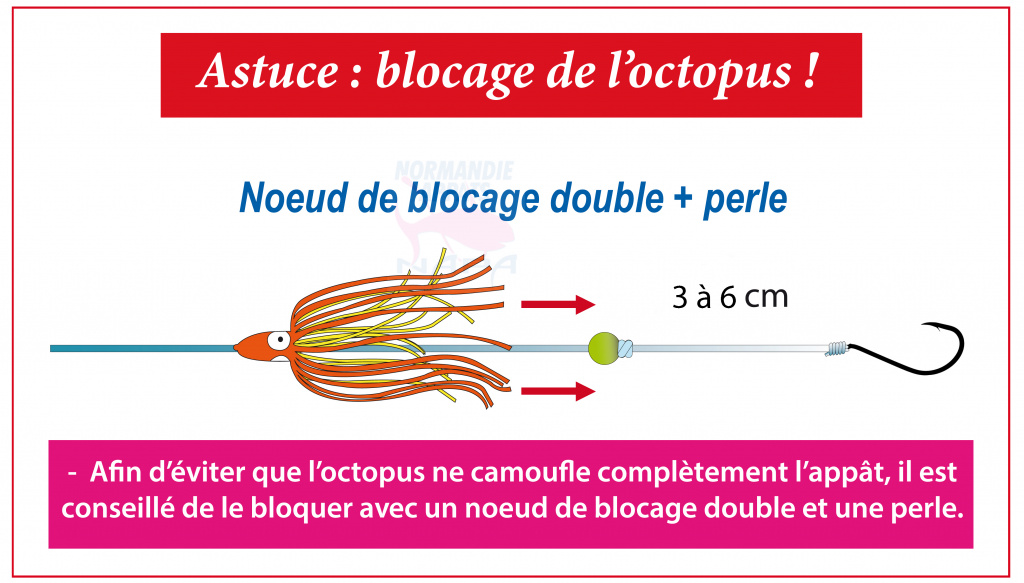 Pêche des calamars rouges dans les abysses - Blog Flashmer