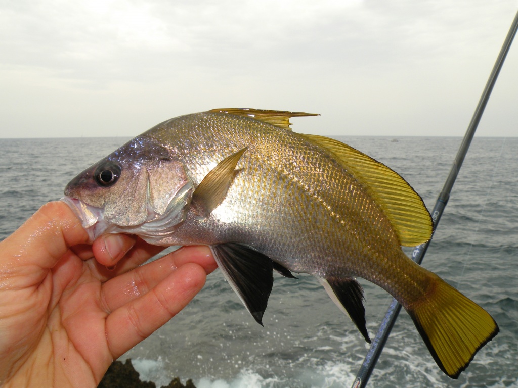 Pêche des poissons de roche - Normandie Appâts