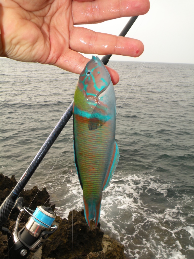 Pêche des poissons de roche - Normandie Appâts