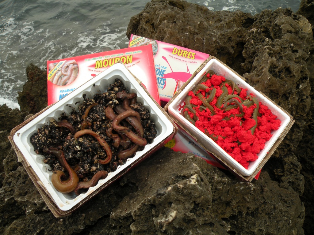 Pêche des poissons de roche - Normandie Appâts