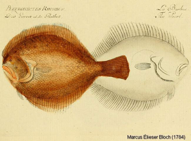 Sachez identifier les poissons plats - Normandie Appâts